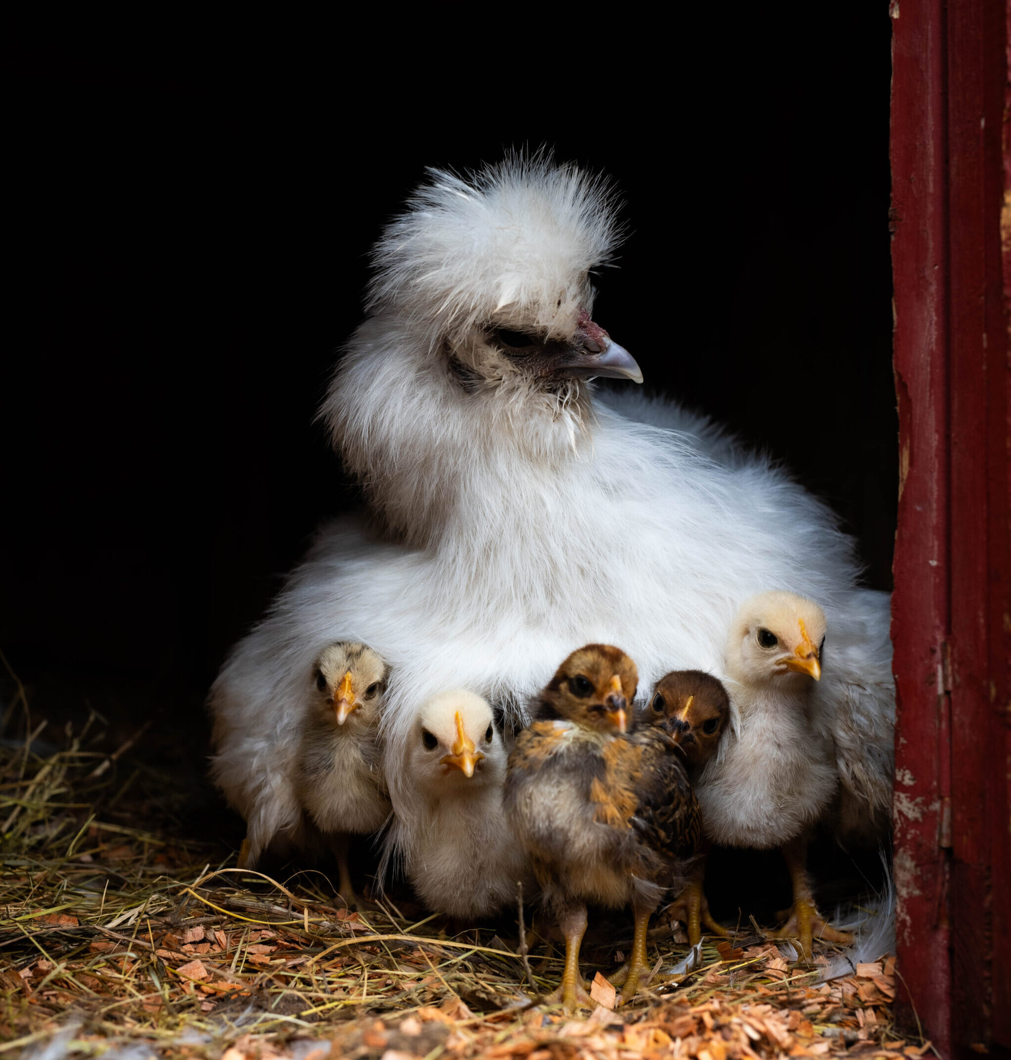 lasteaia-/kooligrupiga külla