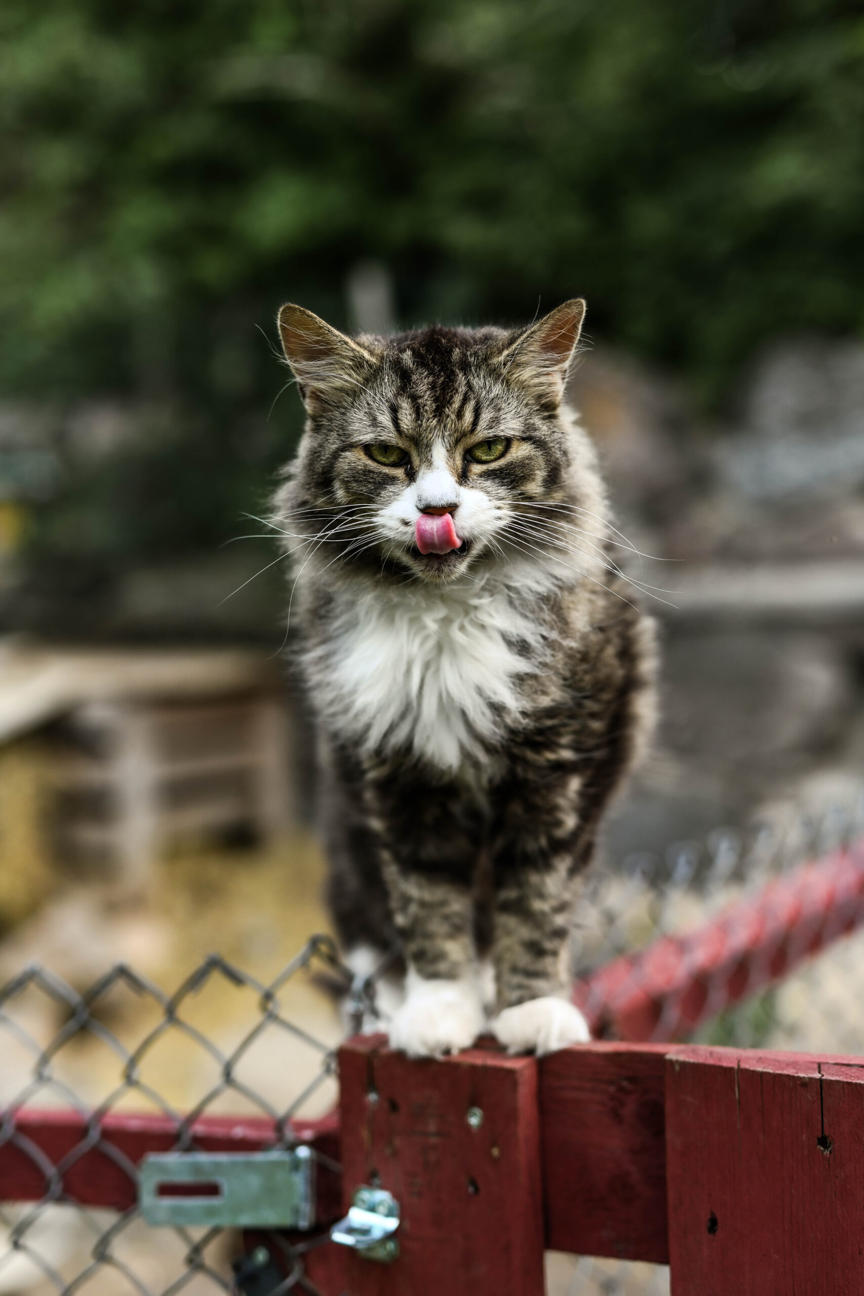Photo of a farm cat in Kallaste Hobitalu