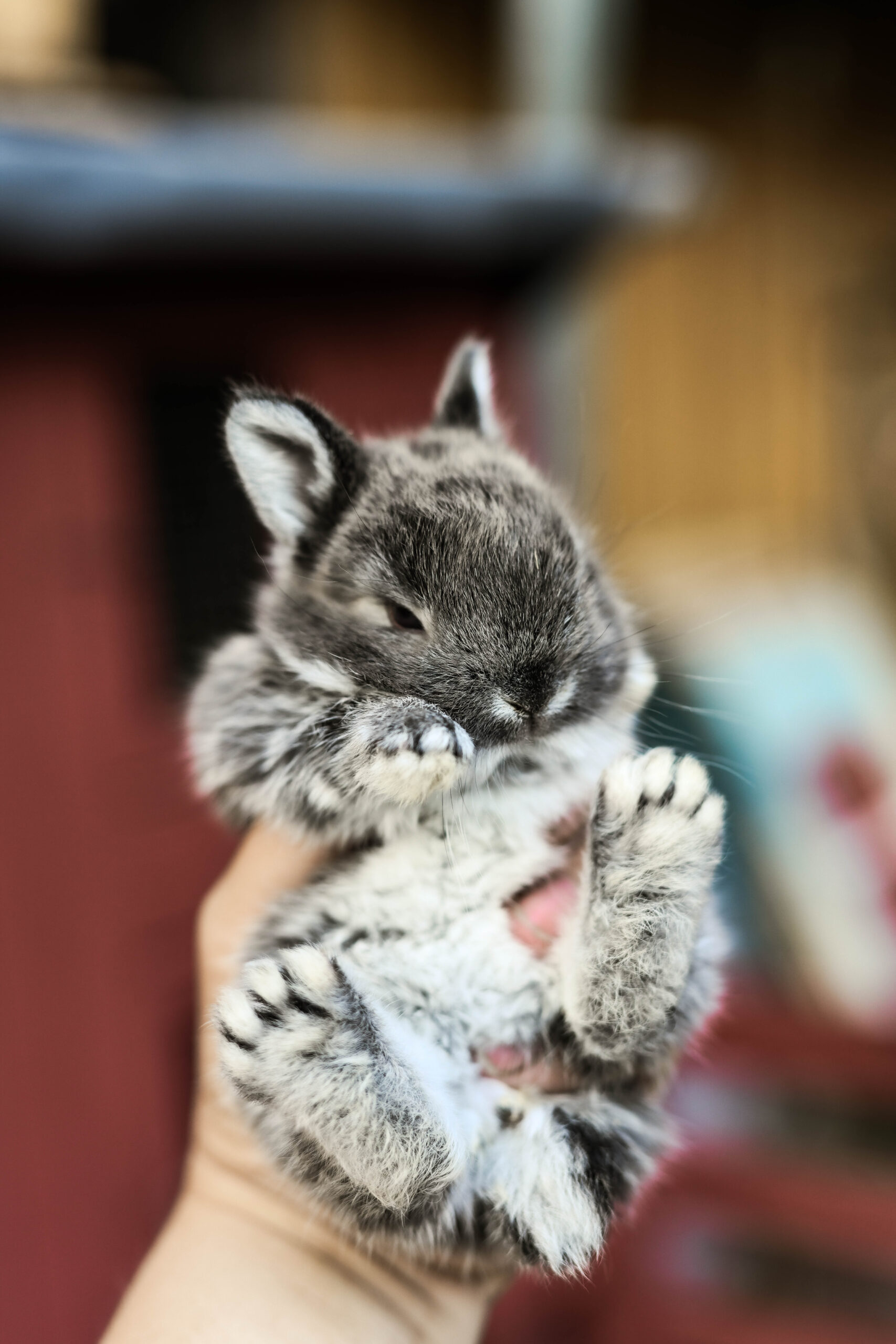 Petting farm in Järvamaa
