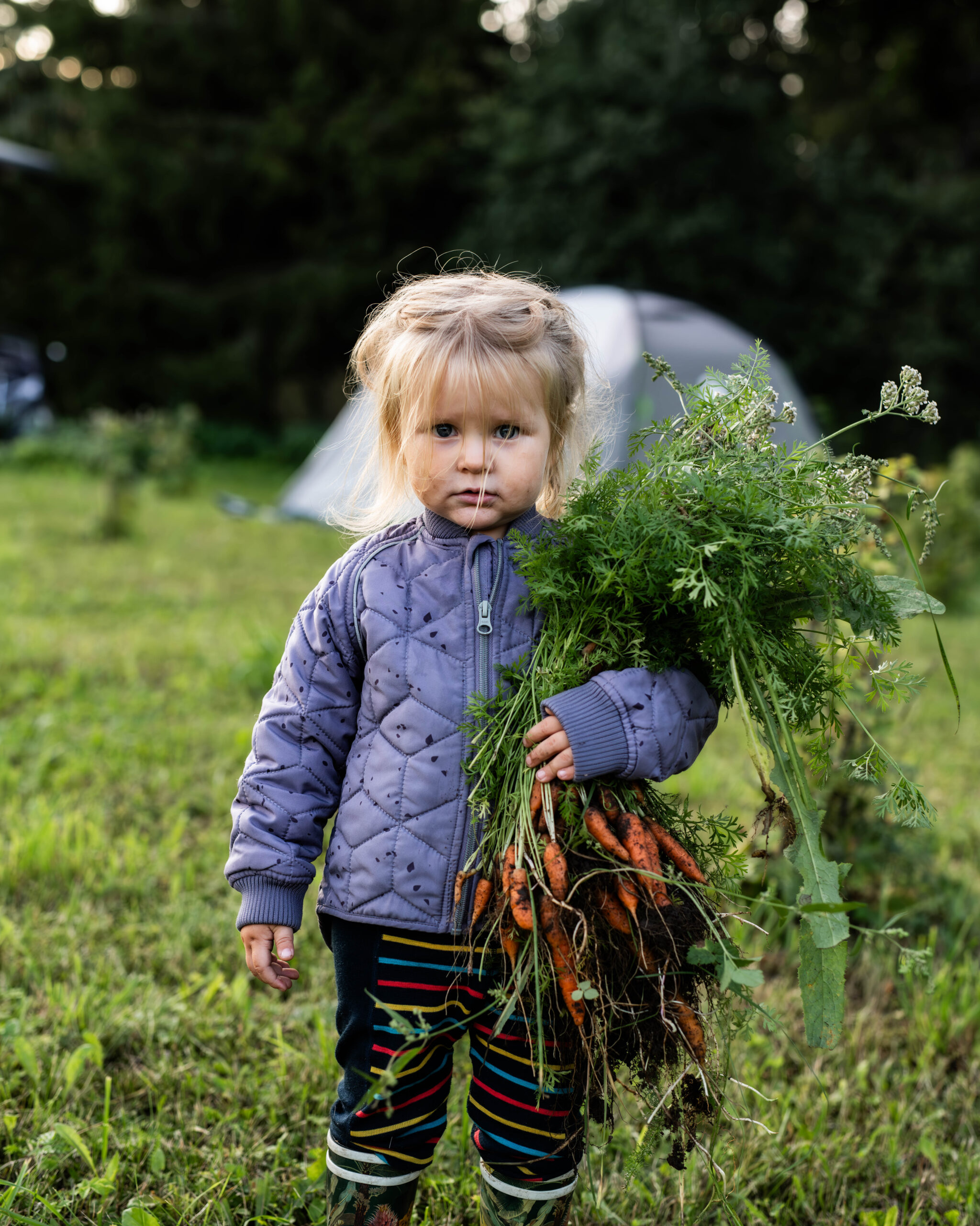 Photo session with carrots and a child in Kallaste Hobitalu