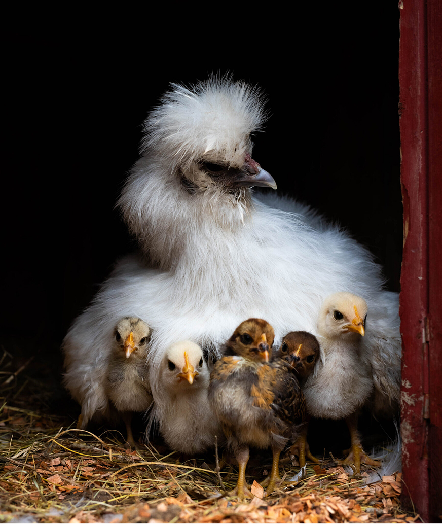 lasteaia-/kooligrupiga külla